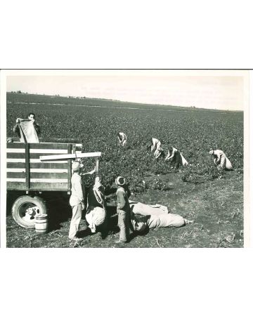 Cotton Farmer - American Vintage Photograph