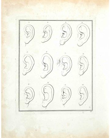 The Ears - The Physiognomy 