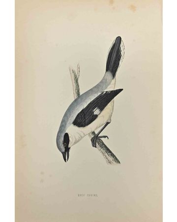 Grey Shrike