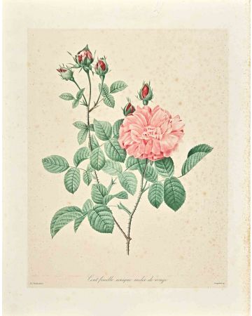 Hundred-Leaf Rose
