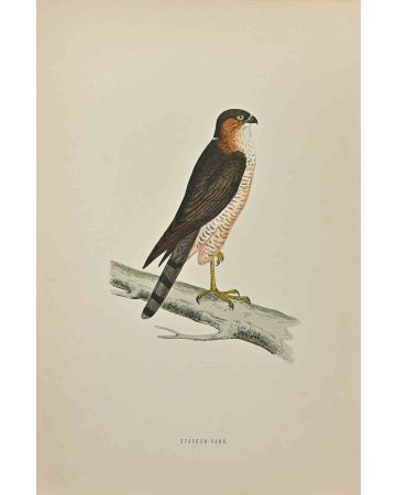 Sparrow-Hawk