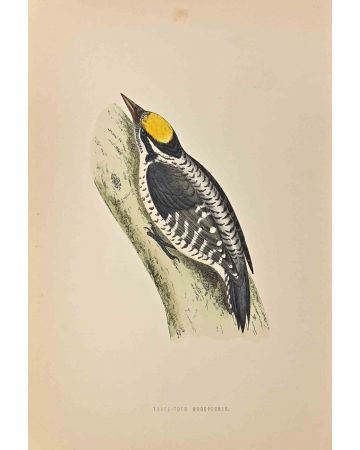 Three-Toed Woodpecker