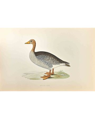 Grey-Lag Goose