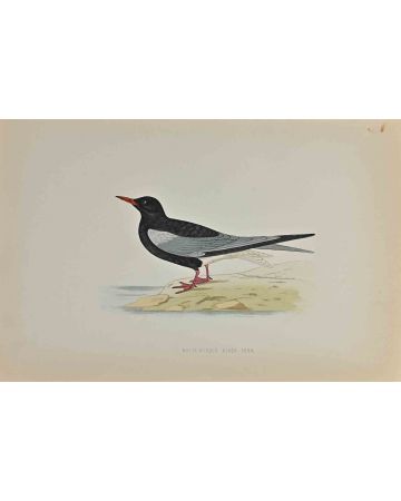 White-Winged Black Tern