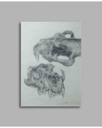 Michael Burgess:  Original Drawing - Anatomical Study:  Lion Skull - Frontal View, Upper, and Lower Casing - Graphite Drawing on Strathmore - 90 Gsm Paper.  