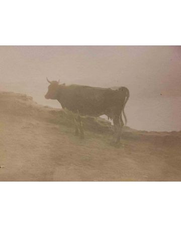 The Old Days Photo - Cow in the Maremma (Tuscany)