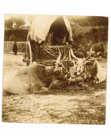The Old Days - Cows in the Maremma Tuscany