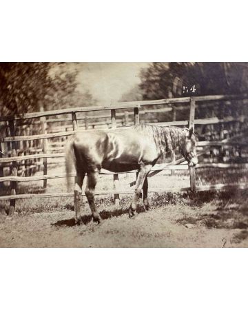 The Old Days Photo - Horse - Vintage Photograph 