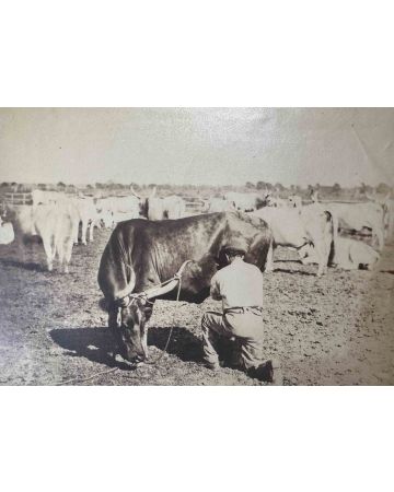 The Old Days Photo - Herd - Vintage Photograph
