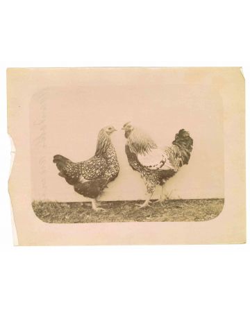 Anonymous - The Old Days Photo - Fowl - Vintage Photo 