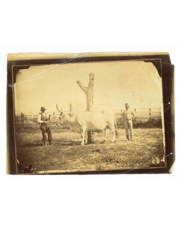 Anonymous - The Old Days Photo - Animals - Vintage Photograph 