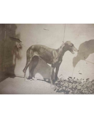 Anonymous - Old Days - Dog - Vintage Photograph 