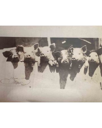 Anonymous - Old Days - Pigs - Vintage Photograph 