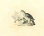 The Physiognomy - The Birds